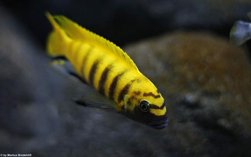 Maylandia sp. 'zebra gold' Kawanga